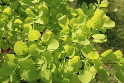 Cotinus coggygria 'Golden spirit'- ruj vlasatá - jarní listy